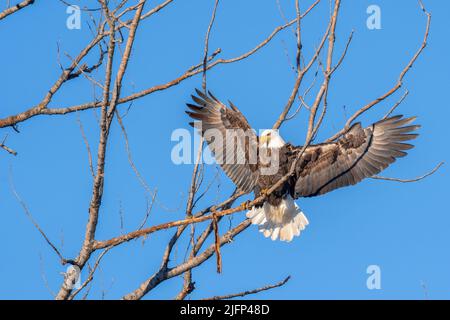 Aigle à tête blanche (Haliaeetus leucocephalus). Mississippi River, Spring, Minnesota, États-Unis, par Dominique Braud/Dembinsky photo Assoc Banque D'Images
