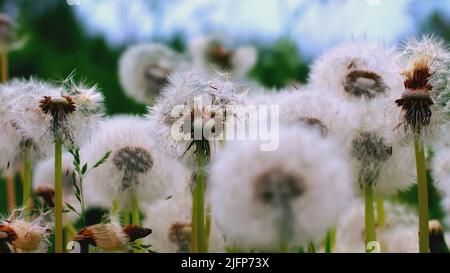 Gros plan de magnifiques pissenlits dans la prairie d'été. Créatif. Pissenlits pittoresques d'été sur un pré vert. De belles balles de pissenlit moelleuses en été Banque D'Images