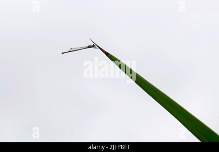 Une mouche de Damselfly installée à Sydney, Nouvelle-Galles du Sud, Australie (photo de Tara Chand Malhotra) Banque D'Images