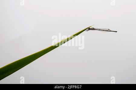 Une mouche de Damselfly installée à Sydney, Nouvelle-Galles du Sud, Australie (photo de Tara Chand Malhotra) Banque D'Images