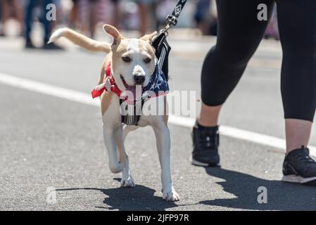 Le défilé de vacances du Forth of July dans la petite ville est l'endroit idéal pour marcher le chien Jack Russel avec des étoiles et des stipes bandana. Banque D'Images