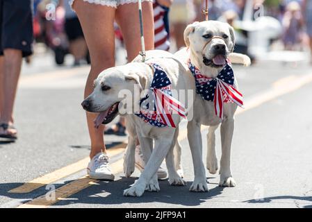 Le défilé de vacances du mois de juillet dans une petite ville est l'endroit idéal pour marcher les chiens jumeaux Golden Labrador au milieu de la rue. Banque D'Images