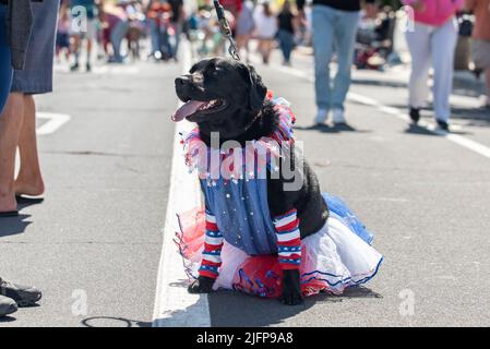 Le défilé de vacances du Forth of July dans la petite ville est l'endroit idéal pour marcher le chien patriotique du Labrador vêtu d'un tutu en dentelle et diaphane. Banque D'Images