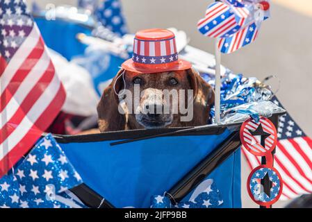 Le défilé de vacances du Forth of July dans la petite ville est l'endroit parfait pour marcher le chien de dachshund dans les étoiles et rayures chapeau haut. Banque D'Images