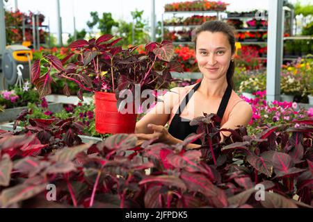 Jeune jardinière femelle tenant des plantes iresine en serre Banque D'Images