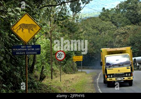 La signalisation de passage de la faune avec un dessin de léopard Javan (Panthera pardus melas) est photographiée dans un arrière-plan d'un camion qui se déplace sur une route à la zone de projet géothermique Chevron sur le mont Salak à Sukabumi, à l'ouest de Java, en Indonésie. Les léopards sont souvent vus dans la région. Banque D'Images