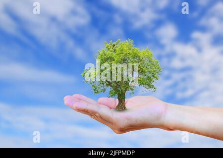 Mains tenant l'arbre avec fond bleu ciel terni. Concept d'écologie. Environnement mondial, Journée de la Terre, Don d'organes, création, concept de la Sainte Bible Banque D'Images