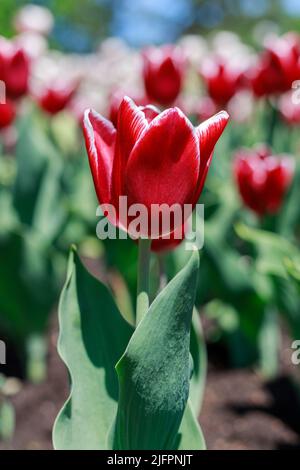 Tulipe rouge poussant dans le parc au printemps. Belles fleurs à l'extérieur au printemps. Tulipes dans le jardin Banque D'Images