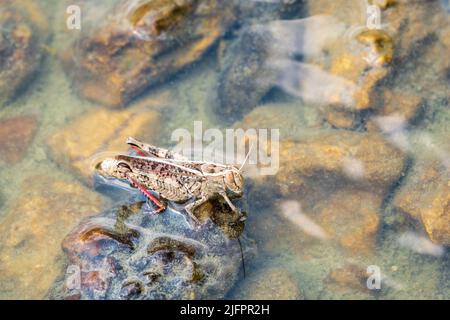 Un grand criquet migrateur brun, Locusta migratoria, est tombé dans l'eau lors d'une journée ensoleillée d'été. Le criquet pèlerin est la spécification de criquet pèlerin la plus répandue Banque D'Images