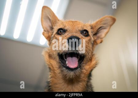 Chien rouge dans une clinique vétérinaire. Mignon chiot d'un chien rouge à l'examen à la réception par un vétérinaire Banque D'Images