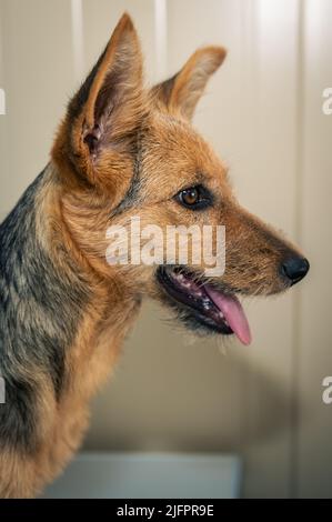 Chien rouge dans une clinique vétérinaire. Mignon chiot d'un chien rouge à l'examen à la réception par un vétérinaire Banque D'Images