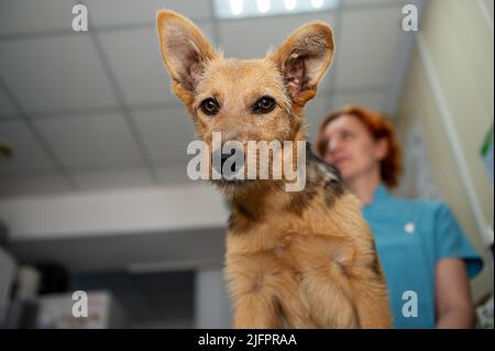 Chien rouge dans une clinique vétérinaire. Mignon chiot d'un chien rouge à l'examen à la réception par un vétérinaire Banque D'Images