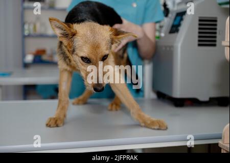 Chien rouge dans une clinique vétérinaire. Mignon chiot d'un chien rouge à l'examen à la réception par un vétérinaire Banque D'Images