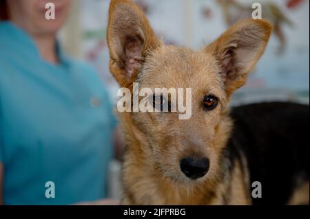 Chien rouge dans une clinique vétérinaire. Mignon chiot d'un chien rouge à l'examen à la réception par un vétérinaire Banque D'Images