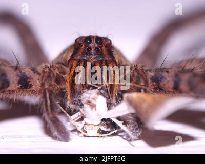 Araignée de loup (famille des Lycosidae) isolée sur blanc et mangeant un autre insecte Banque D'Images