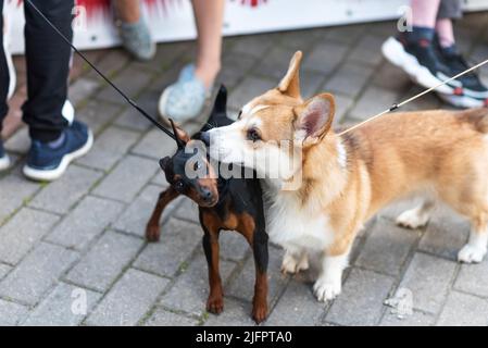 Mignon corgi renifler l'oreille d'un mini doberman. Photo de haute qualité Banque D'Images