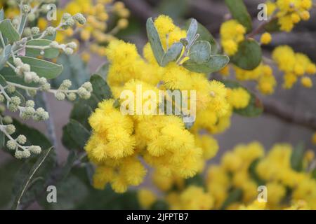 Queensland Silver Wattle Banque D'Images