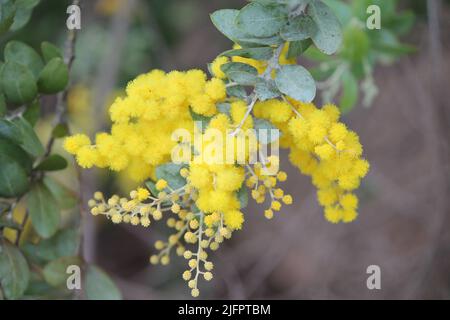 Queensland Silver Wattle Banque D'Images