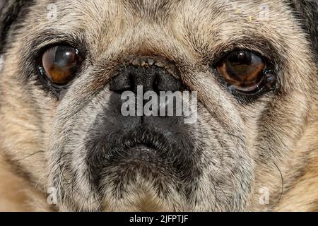 Gros plan des vieilles balais. Chien mignon. PUG regarde malheureusement la caméra Banque D'Images