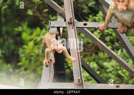 bébé singe jouant, mère, groupe de singes Banque D'Images