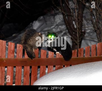 Yeux verts lumineux d'un chat noir sur la clôture. Banque D'Images