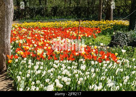 Tulipes colorées au château de Pralormo lors de l'exposition Messer Tulipano, Piémont, Italie Banque D'Images