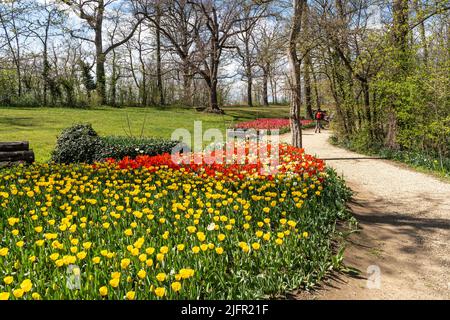 Magnifiques tulipes fleuris au château de Pralormo pendant l'exposition Messer Tulipano, Piémont, Italie Banque D'Images