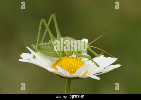 Un rare grand cricket vert de Bush, Tetigonia viridissima, reposant sur une fleur de pâquerette à œnox dans un pré. Banque D'Images
