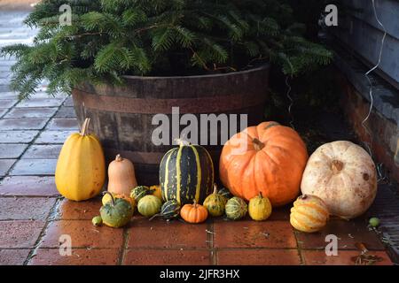 courge d'hiver et arbre de noël Banque D'Images