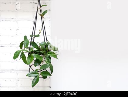 Hoya krohniana dans un pot blanc dans un plantoir en osier macramé accrochant l'isolat sur un fond blanc. Lacunosa coeur feuille. Gros plan d'une usine. Usine cireuse Banque D'Images