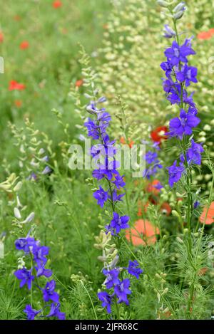 Ackerrittersporn, consolida ajacis ist eine Wild-und Heilpflanze mit blauen Blueten.Barnacle éperon, consolida ajacis est une plante sauvage et médicinale avec Banque D'Images