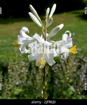 Madonnen-Lilie, Madonnenlie oder Weisse Lilie ist eine Art der Gattung der Lilien und eine wichtige Heilpflanze. Madonna Lily, Madonna Lily ou White Banque D'Images