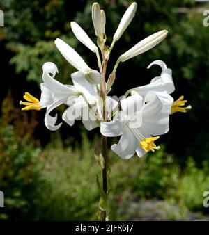 Madonnen-Lilie, Madonnenlie oder Weisse Lilie ist eine Art der Gattung der Lilien und eine wichtige Heilpflanze. Madonna Lily, Madonna Lily ou White Banque D'Images