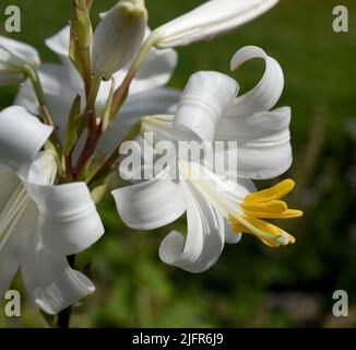 Madonnen-Lilie, Madonnenlie oder Weisse Lilie ist eine Art der Gattung der Lilien und eine wichtige Heilpflanze. Madonna Lily, Madonna Lily ou White Banque D'Images