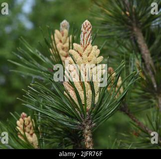 Kiefer, Pinus sylvestris ist ein Nadelbaum und wird in der Medizin als Arzneimittel verwendet. PIN, Pinus sylvestris est un arbre de conifères et est utilisé Banque D'Images