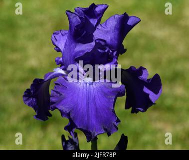 Iris, Die Schwertlie ist eine wachsende sauvage Blume mit blauen Bluten. L'iris est une fleur sauvage avec des fleurs bleues. Banque D'Images