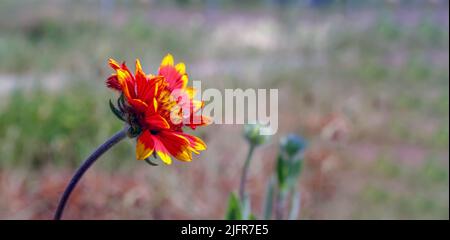 Un gaillardia rouge isolé sur le fond flou en Pologne Banque D'Images