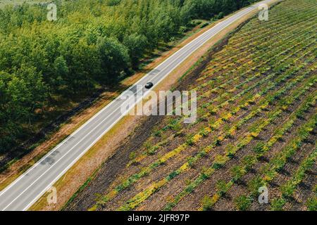 Photo aérienne d'une seule voiture noire sur la route à travers un paysage boisé, le jour ensoleillé du printemps, concept d'assurance voyage et voiture, vue en grand angle Banque D'Images