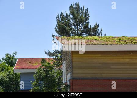 Den Helder, pays-Bas. Juin 2022. Toits écologiques dans un quartier résidentiel de Den Helder. Photo de haute qualité Banque D'Images