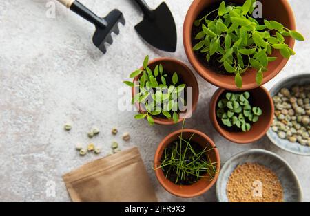 Pots avec des semis, des graines et du matériel de semis sur la table. Une alimentation saine. Banque D'Images