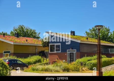 Den Helder, pays-Bas. Juin 2022. Toits écologiques dans un quartier résidentiel de Den Helder. Photo de haute qualité Banque D'Images