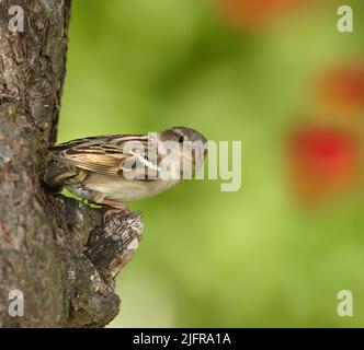 Un beau moineau. Un moineau assis sur un arbre. Un petit oiseau perché seul.sur une branche à l'extérieur dans un jardin. Animaux dans la nature, vivant dans leur Banque D'Images