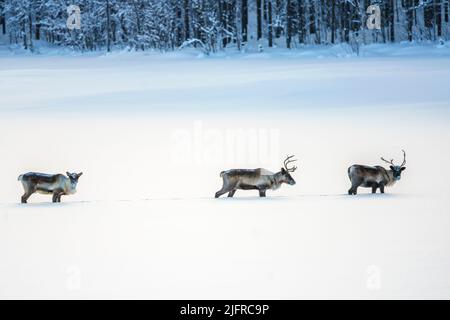 Trois rennes, Rangifer tarandus, marchant dans la neige profonde, Kvikkjokk, Laponie suédoise, Suède Banque D'Images