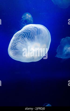 Une grande belle méduse transparente qui nage dans les eaux profondes de l'océan Banque D'Images