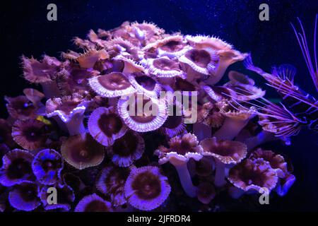 Les coraux qui ressemblent à un bouquet de champignons et sur l'image de la moitié droite du corps d'un lionfish Banque D'Images