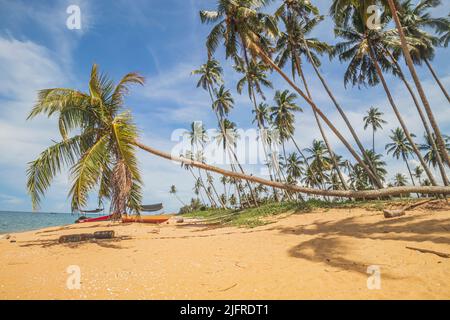 Plage de sable doré avec cocotiers à la plage de Pantai Jambu Bongkok dans le district de Marang de Terengganu, Malaisie. Banque D'Images