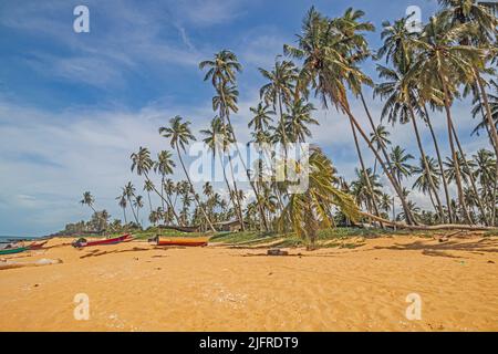 Plage de sable doré bordée par des rangées de cocotiers contre un ciel bleu à la plage de Pantai Jambu Bongkok dans le district de Marang à Terengganu, en Malaisie. Banque D'Images