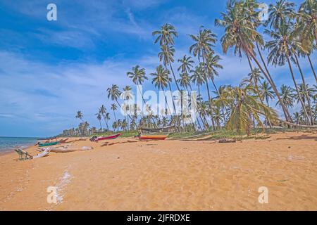 Plage de sable doré bordée par des rangées de cocotiers contre un ciel bleu à la plage de Pantai Jambu Bongkok dans le district de Marang à Terengganu, en Malaisie. Banque D'Images