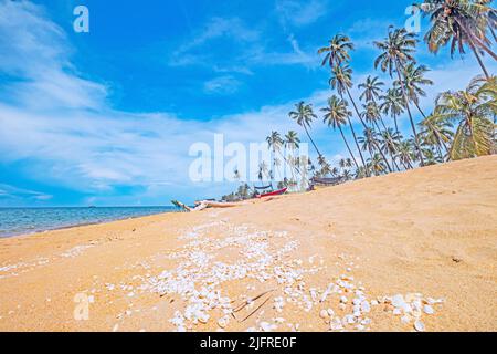 Plage de sable doré avec coquillages bordés par des rangées de cocotiers contre un ciel bleu à la plage de Pantai Jambu Bongkok à Marang de Terengganu, Malaisie. Banque D'Images