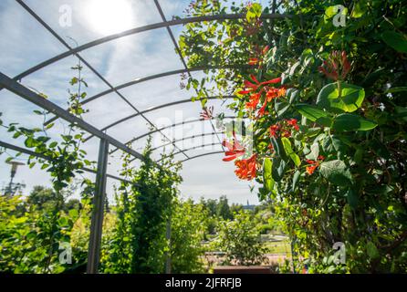 Des fleurs orange étonnantes de chèvrefeuille dans le jardin botanique de Kaisaniemi à Helsinki et le soleil brille dans le ciel de l'été finlandais incroyable! Banque D'Images